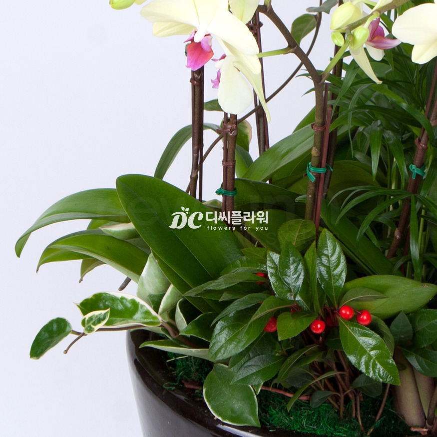상세이미지