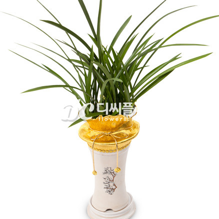 동양란1