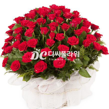 100송이 빨간장미100송이