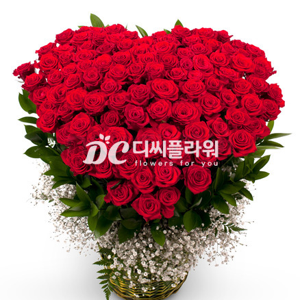 100송이 레드빛 사랑