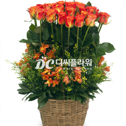 오렌지 마말레이드 2