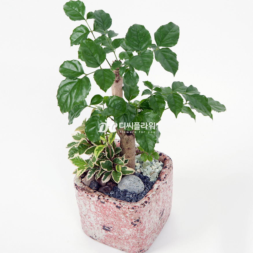 상세이미지