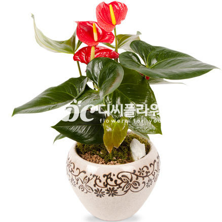 안시리움