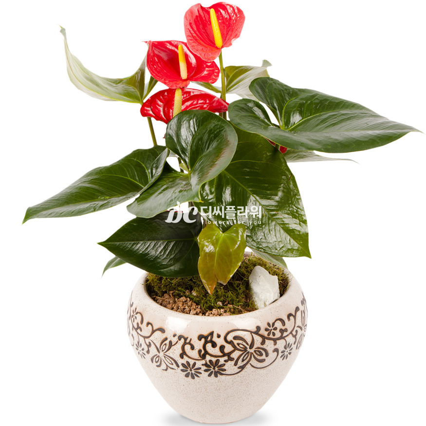 상세이미지