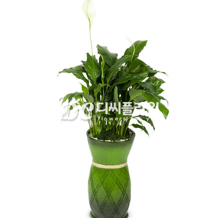 스파트필름