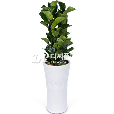 떡갈나무