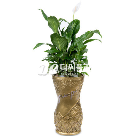 스파트필름