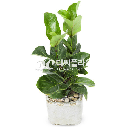 떡갈