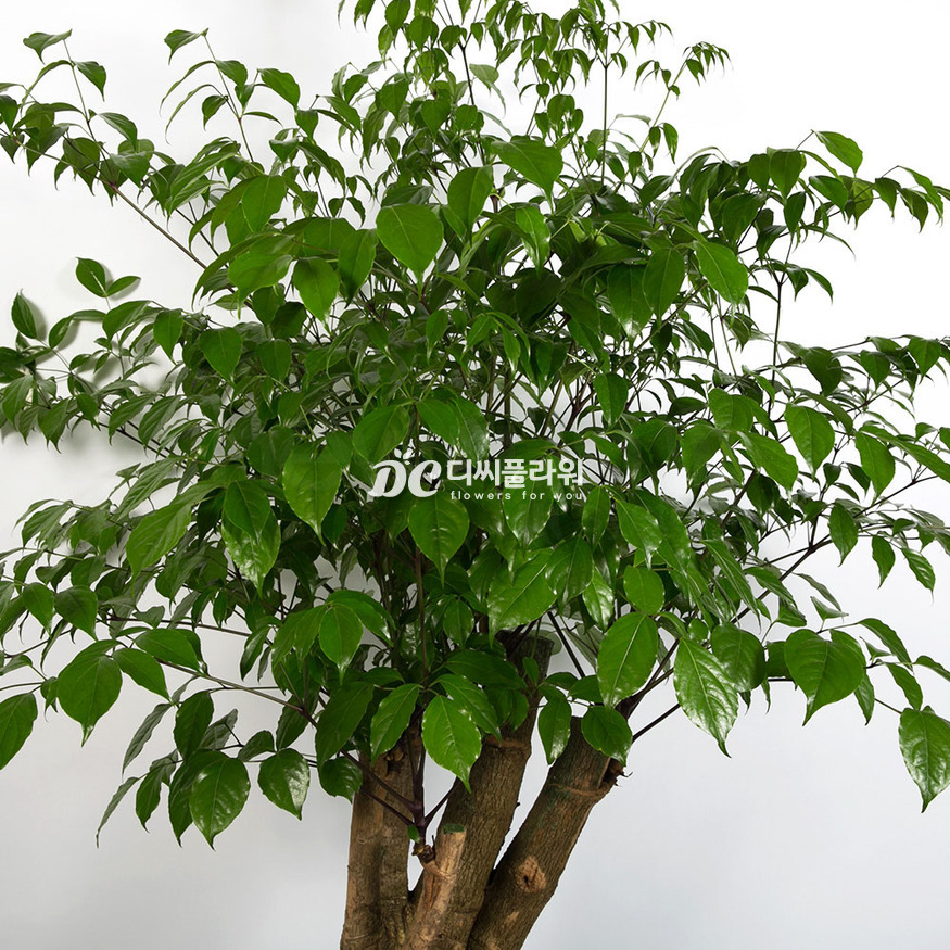 상세이미지
