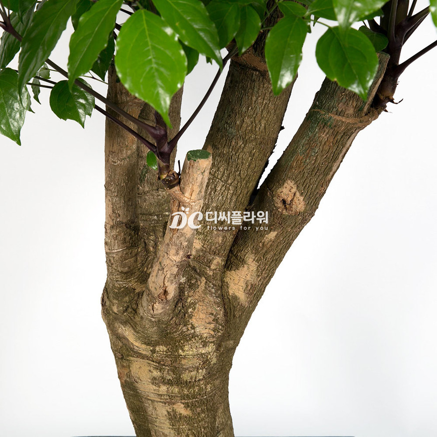 상세이미지