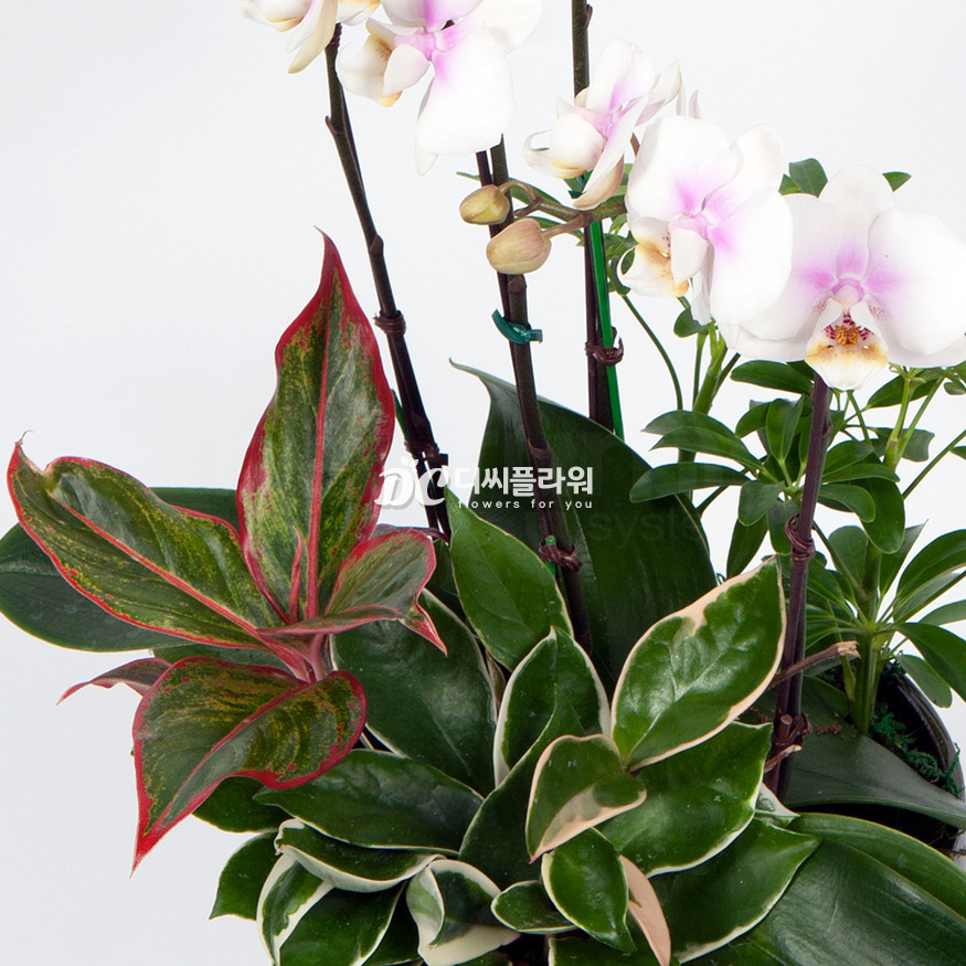 상세이미지