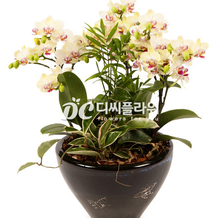 노랑호접(미니종)