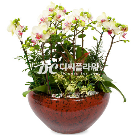 노랑호접