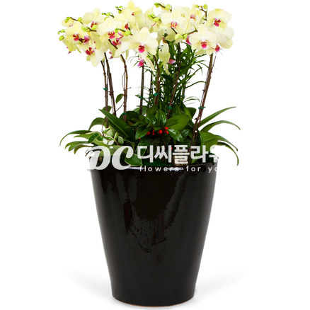 노랑호접(긴분)