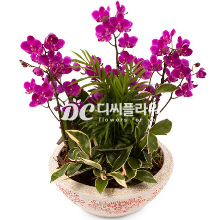 만천홍