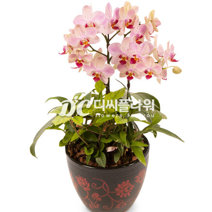 웨딩