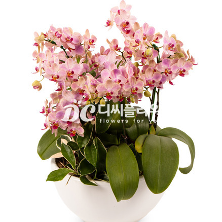 웨딩(특대)