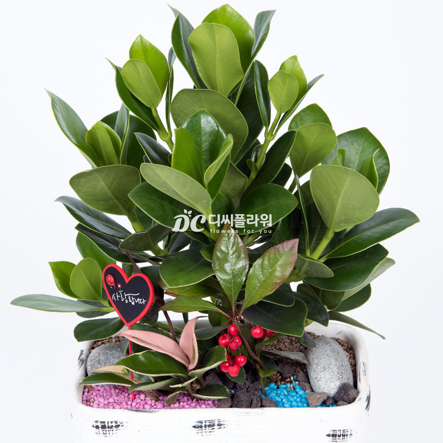 상세이미지