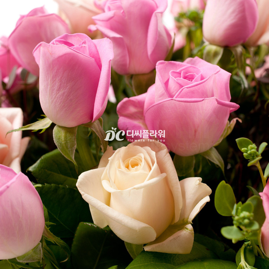 상세이미지