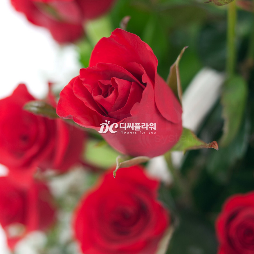상세이미지