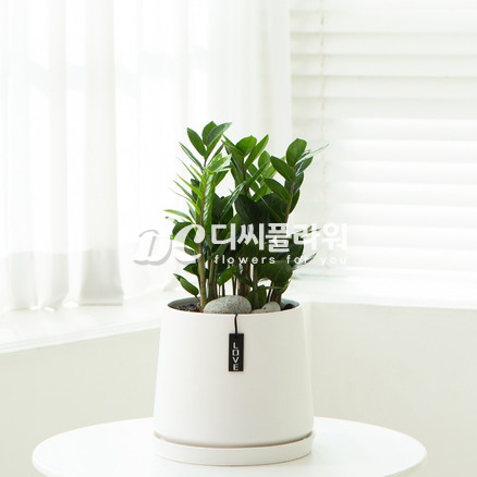 금전수(탁상용)
