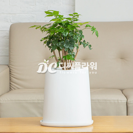 녹보수(테이블용)