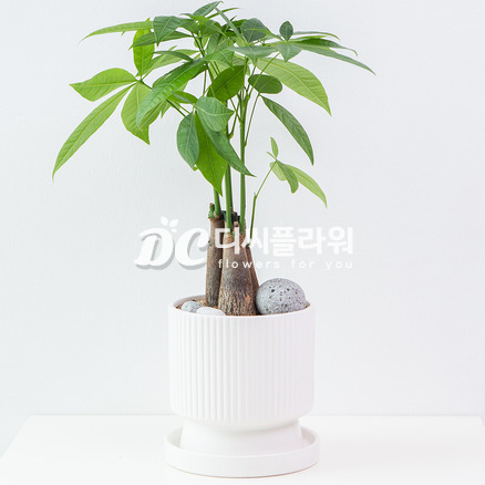 파키라(탁상용)