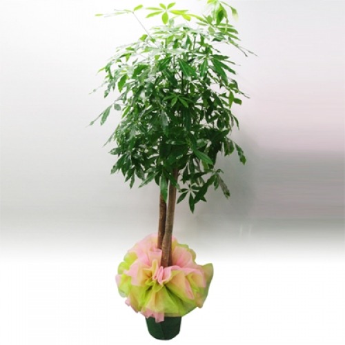 상세이미지