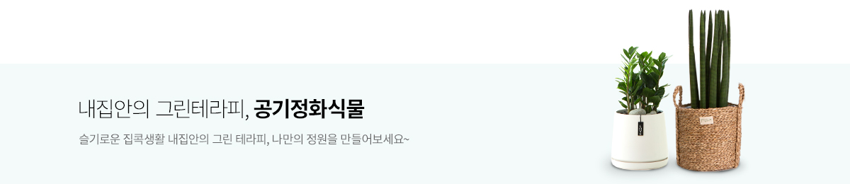 공기정화식물